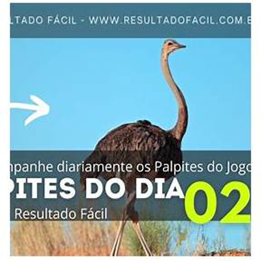 palpite do dia da paraíba